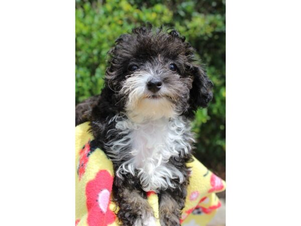 Miniature Poodle DOG Male Black 6257 Petland Montgomery, Alabama