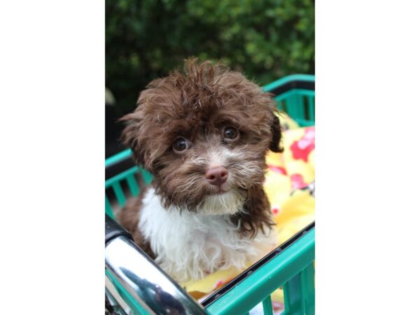 Havanese DOG Female Chocolate 6258 Petland Montgomery, Alabama