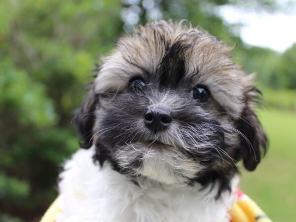 Havanese-DOG-Female-Red Brindle-6259-Petland Montgomery, Alabama