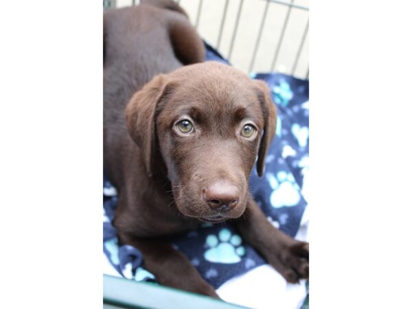 Labrador Retriever-DOG-Female-chocolate-6253-Petland Montgomery, Alabama