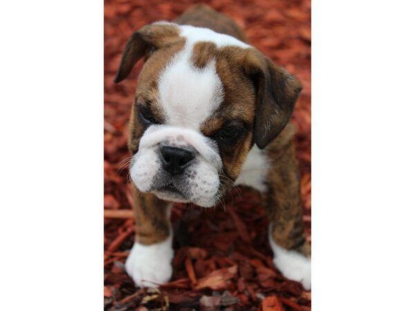 English Bulldog-DOG-Male-Brindle-6256-Petland Montgomery, Alabama