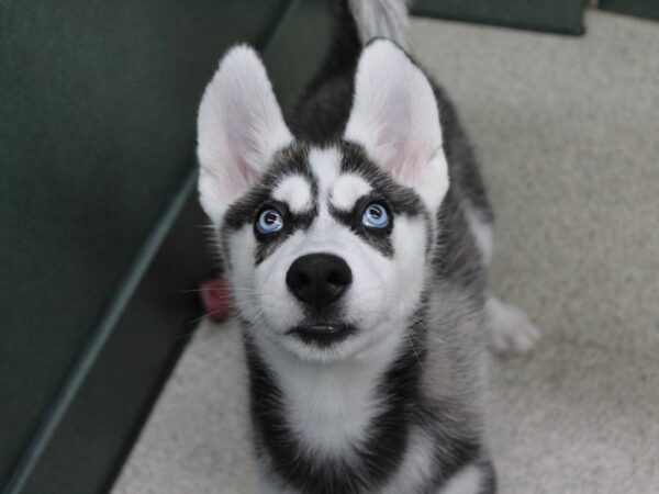 Siberian Husky DOG Male Black / White 6255 Petland Montgomery, Alabama