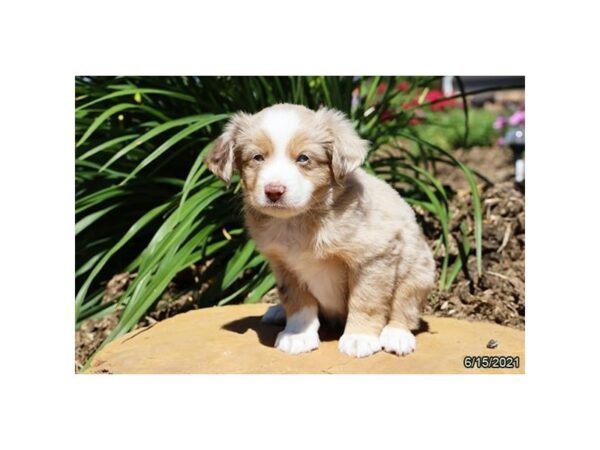 Miniature Australian Shepherd DOG Male Red Merle 6265 Petland Montgomery, Alabama