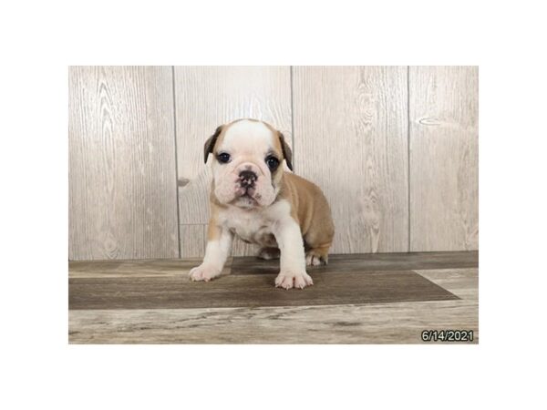 Bulldog/Bulldog-Beagle-DOG-Male-Red / White-6266-Petland Montgomery, Alabama