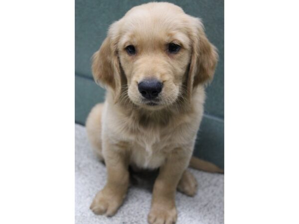 Golden Retriever DOG Male Golden 6264 Petland Montgomery, Alabama