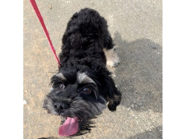 Cocka Poo DOG Male BLK TAN 6196 Petland Montgomery, Alabama