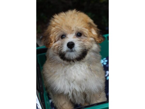 Maltipoo DOG Male Brown 6261 Petland Montgomery, Alabama