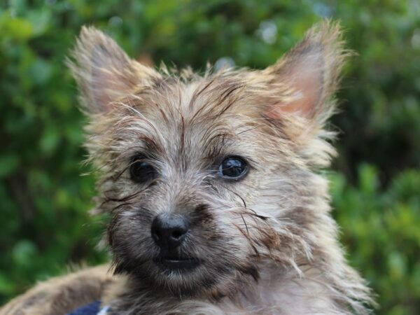 Cairn Terrier-DOG-Female-Wheaton-6270-Petland Montgomery, Alabama