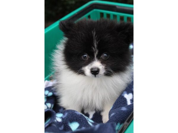 Pomeranian DOG Male Black / White 6269 Petland Montgomery, Alabama