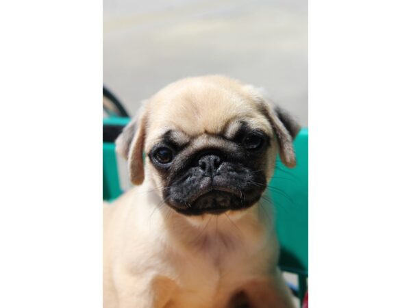 Pug-DOG-Female-FAWN-6275-Petland Montgomery, Alabama