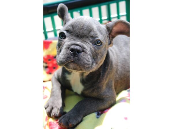 French Bulldog DOG Female blue 6278 Petland Montgomery, Alabama