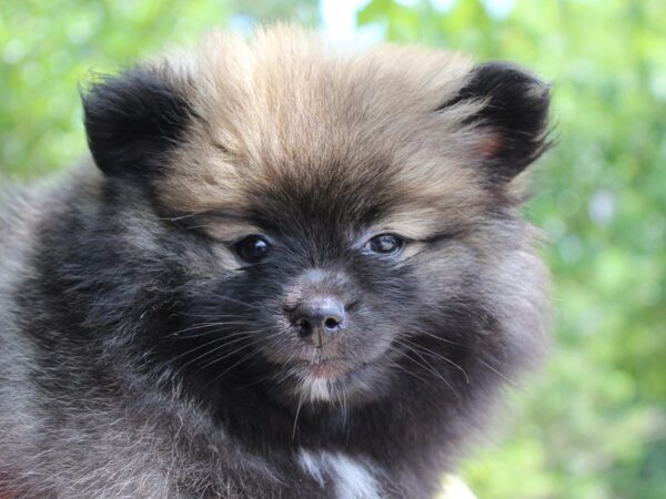 Pomeranian DOG Female RED SABLE 6274 Petland Montgomery, Alabama