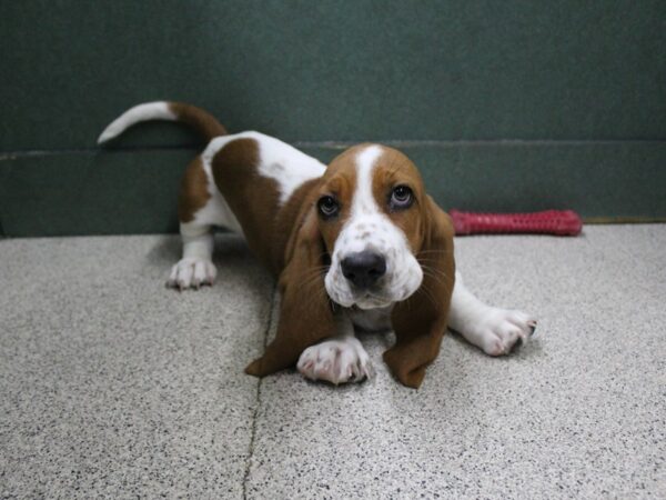 Basset Hound DOG Male Brown / White 6268 Petland Montgomery, Alabama