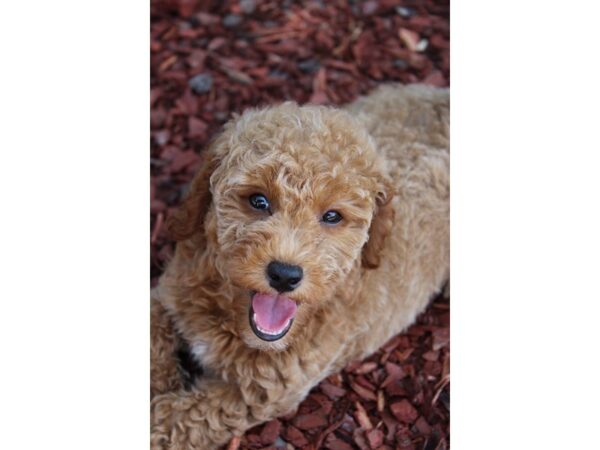 Mini Goldendoodle DOG Female Golden 6277 Petland Montgomery, Alabama