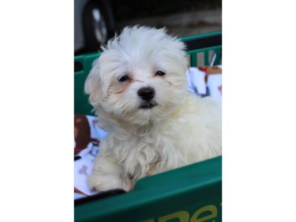 Maltese DOG Male WHITE 6273 Petland Montgomery, Alabama