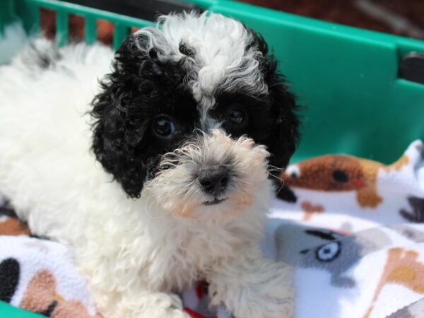 Miniature Poodle DOG Male BLACK PARTI 6272 Petland Montgomery, Alabama