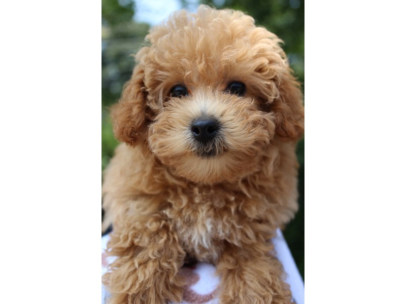 Apricot miniature poodle for adoption hotsell