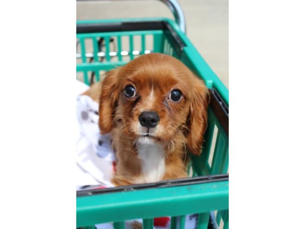 Cavalier King Charles Spaniel DOG Male Ruby 6262 Petland Montgomery, Alabama