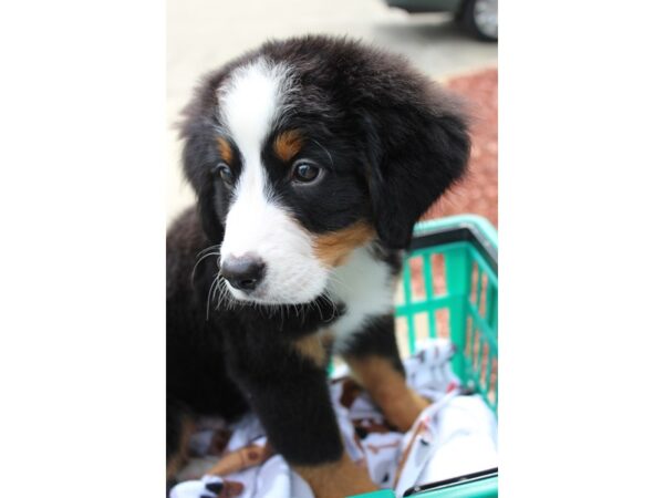 Bernese Mountain Dog DOG Male TRI 6276 Petland Montgomery, Alabama