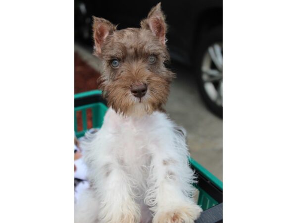 Miniature Schnauzer DOG Male Chocolate / White 6267 Petland Montgomery, Alabama