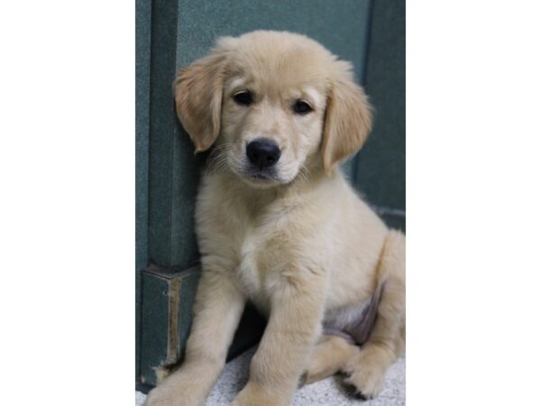 Golden Retriever DOG Female Golden 6281 Petland Montgomery, Alabama