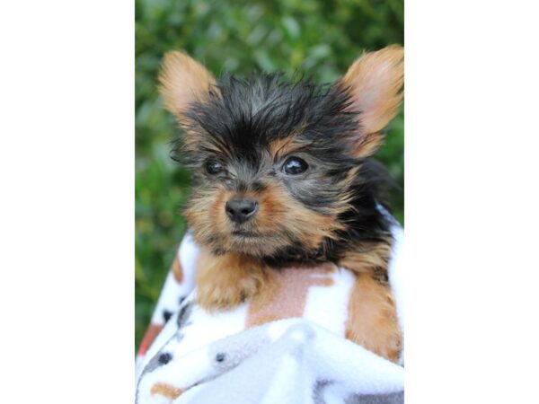 Yorkshire Terrier DOG Male Black/Tan 6279 Petland Montgomery, Alabama