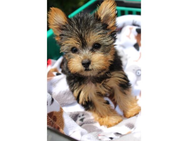 Yorkshire Terrier DOG Female Black/Tan 6280 Petland Montgomery, Alabama