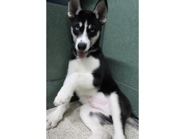 Siberian Husky-DOG-Male-black/white-6283-Petland Montgomery, Alabama