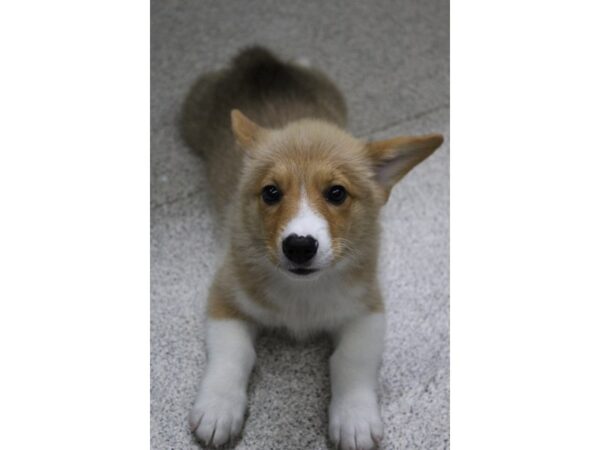 Pembroke Welsh Corgi DOG Male Red/White 6282 Petland Montgomery, Alabama