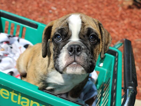 English Bulldog-DOG-Male-BRINDLE-6286-Petland Montgomery, Alabama