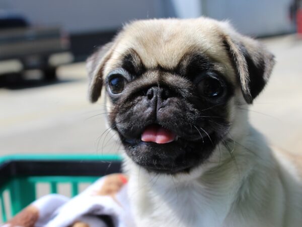 Pug DOG Female fawn 6285 Petland Montgomery, Alabama