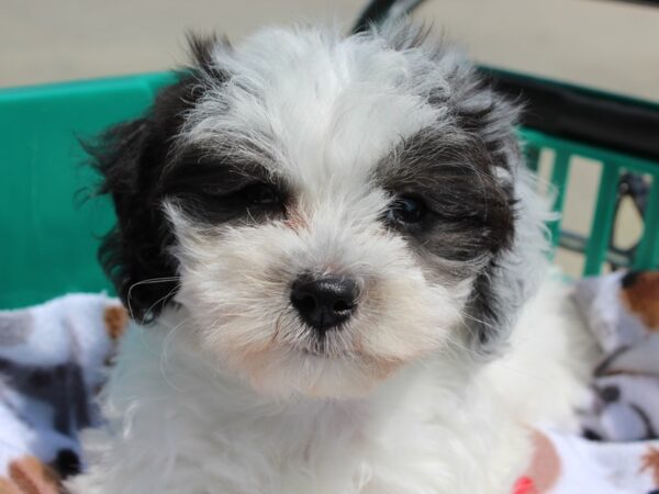 Coton De Tulear DOG Female Black / White 6290 Petland Montgomery, Alabama