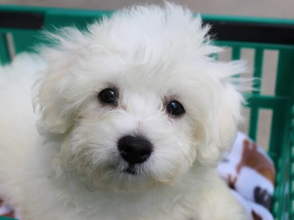 Bichon Frise DOG Male White 6291 Petland Montgomery, Alabama