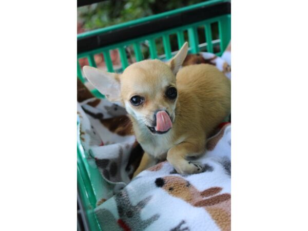 Chihuahua DOG Female Fawn / White 6297 Petland Montgomery, Alabama