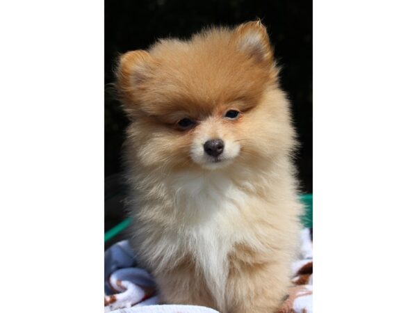 Pomeranian DOG Female Sable 6292 Petland Montgomery, Alabama