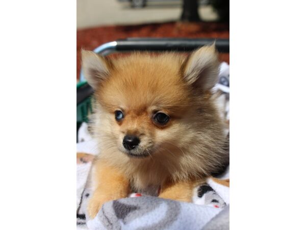 Pomeranian-DOG-Male-Sable-6293-Petland Montgomery, Alabama