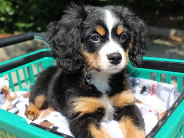 Mini Bernese DOG Male Black White / Tan 6295 Petland Montgomery, Alabama