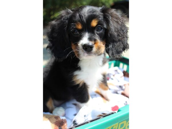 Mini Bernese DOG Female Black White / Tan 6294 Petland Montgomery, Alabama