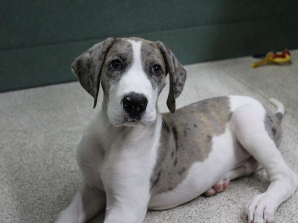 Great Dane DOG Male Blue Merle 6289 Petland Montgomery, Alabama