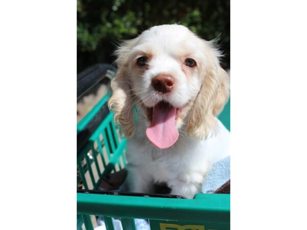 Cocker Spaniel DOG Male Buff 6298 Petland Montgomery, Alabama