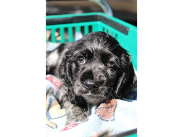 Cocker Spaniel-DOG-Female-MERLE-6300-Petland Montgomery, Alabama