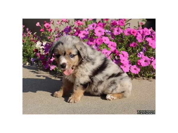 Miniature American Shepherd DOG Male Blue Merle 6305 Petland Montgomery, Alabama