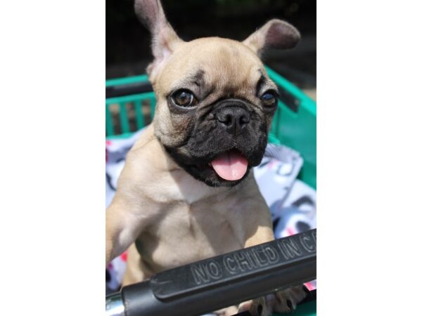 French Bulldog-DOG-Female-Fawn-6296-Petland Montgomery, Alabama