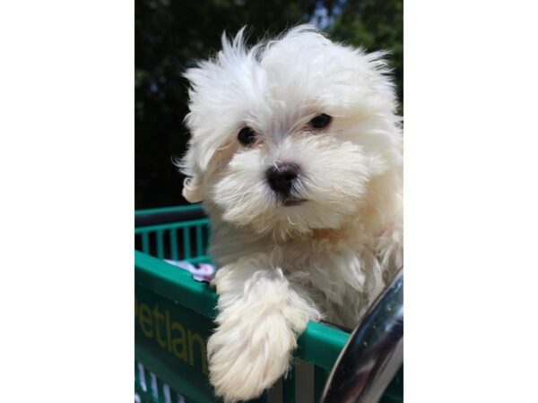 Maltese DOG Male WHITE 6303 Petland Montgomery, Alabama