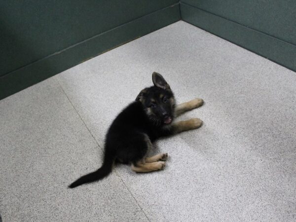 German Shepherd-DOG-Female-Black/Tan-6302-Petland Montgomery, Alabama