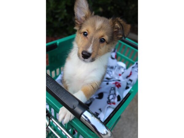 Shetland Sheepdog DOG Male Sable / White 6307 Petland Montgomery, Alabama