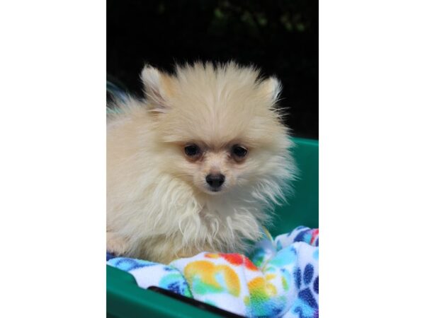 Pomeranian-DOG-Female-Cream-6308-Petland Montgomery, Alabama