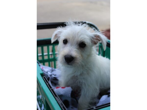 West Highland White Terrier DOG Female White 6306 Petland Montgomery, Alabama