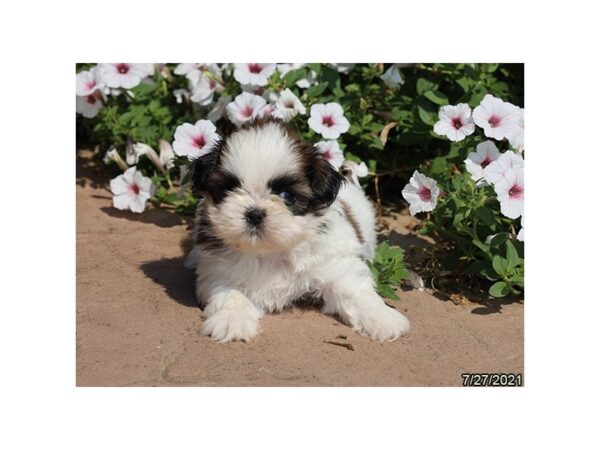 Shih Tzu DOG Male Red / White 6312 Petland Montgomery, Alabama