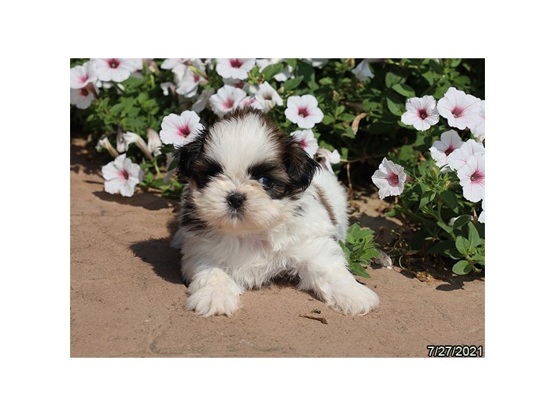 Shih Tzu Puppy Red / White ID:6312 Located at Petland Montgomery